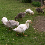 Healthy, Happy Goslings