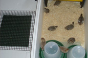 Hake Box Converted into Home Made Brooder